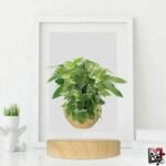 Vase en Lévitation Mini Jardin Innovant